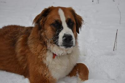 Photos: Mountain dogs enjoying first snow in Ontario