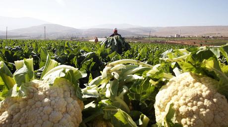 There’s a Cauliflower Shortage in the US – Guess Why?