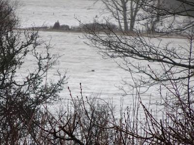 Floods and Festive Fuel