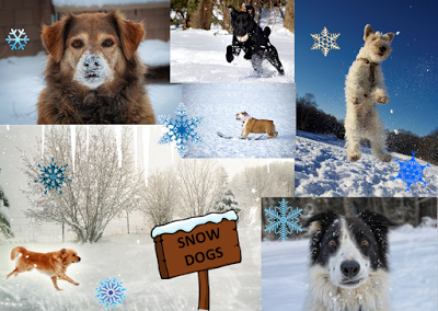 Photos: Funny snow dogs enjoying winter weather