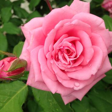 Garden Roses