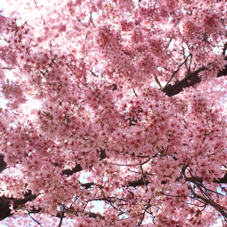 Blooming Cherry Blossoms