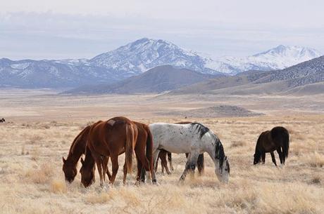 Over the past four decades the BLM has eradicated or moved to holding facilities more than 70 percent of the country’s wild horse population.