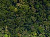 Theory ‘smart’ Plants Explain Evolution Global Ecosystems