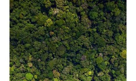 Theory of ‘smart’ plants may explain the evolution of global ecosystems
