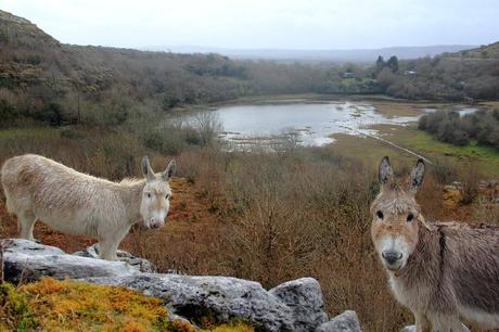 Donkeys in The Burren Ireland