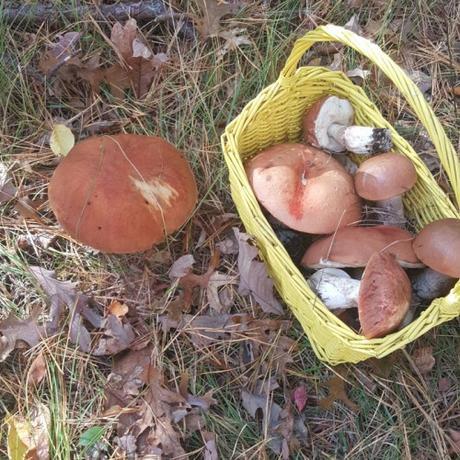 Wild Boletus Mushroom and Pumpkin Pappardelle – Pappardelle con Porcini e Zucca