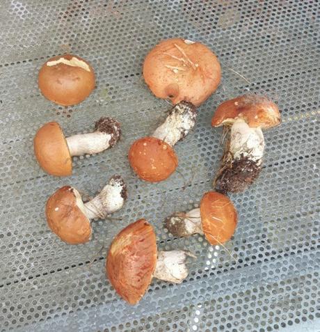 Wild Boletus Mushroom and Pumpkin Pappardelle – Pappardelle con Porcini e Zucca