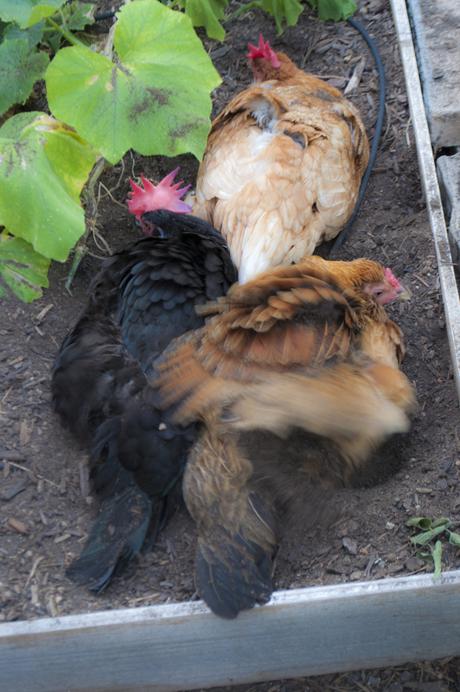 chickensdustbath