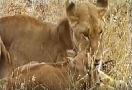 lioness and baby antelope
