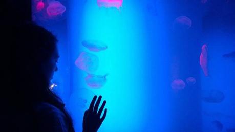 ripley_aquarium_toronto_jellyfish_4