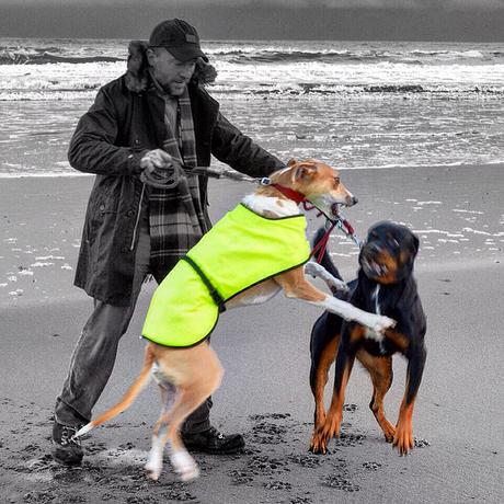 Rottweiler and Lurcher