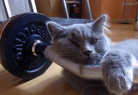 Top 10 Weight Loss Journey Cats At The Gym