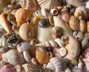 shells divine
