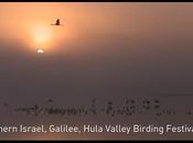 Hula Valley Birding Festival (video)
