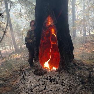 Every Biome on Earth Is Actively Dying Right Now