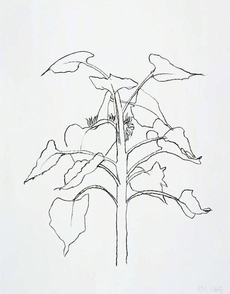 Ellsworth Kelly Sunflower I Drawing