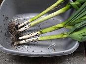 Harvest Monday January 2016