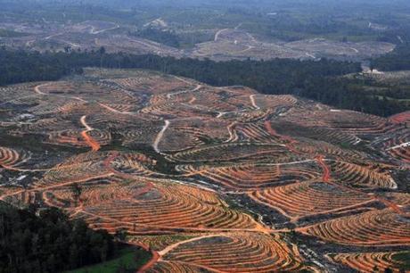 Growing demand for rice and palm oil ‘driving mangrove deforestation’