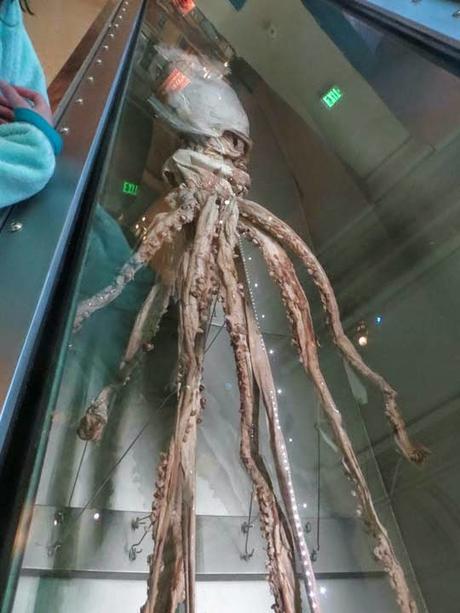 GIANT SQUID at the Smithsonian Museum of Natural History, Washington, DC