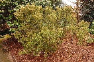 Olearia nummularifolia (07/12/2015, Kew Gardens, London)