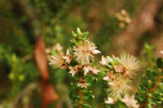 Olearia nummularifolia Seed Heads (07/12/2015, Kew Gardens, London)