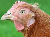 Chicken Colds Mycoplasma