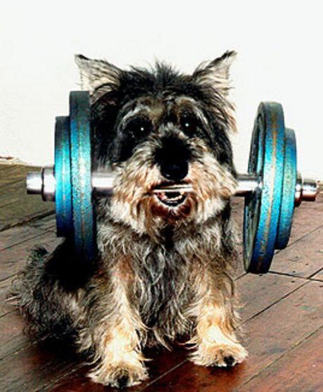 Top 10 Weight Loss Journey Dogs At The Gym