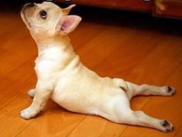 Top 10 Weight Loss Journey Dogs At The Gym