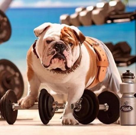 Top 10 Weight Loss Journey Dogs At The Gym