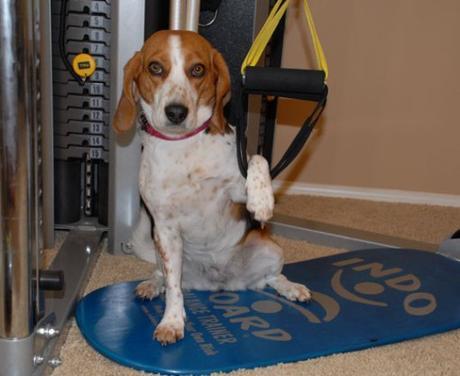 Top 10 Weight Loss Journey Dogs At The Gym