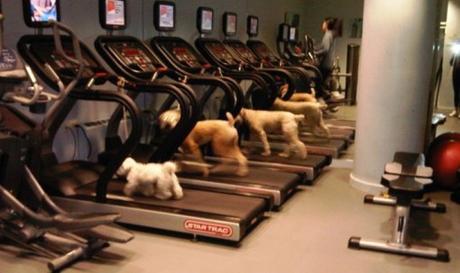 Top 10 Weight Loss Journey Dogs At The Gym