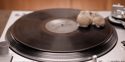 hamsters-spinning-on-turntable-1