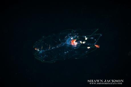 Roatan Review: Blackwater Night Diving with West End Divers