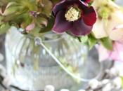 Looking After Hellebores