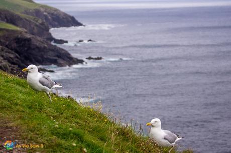 Seagulls along the rugged Dingle coastline