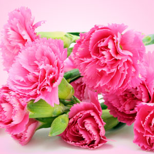 Carnation Fragrance