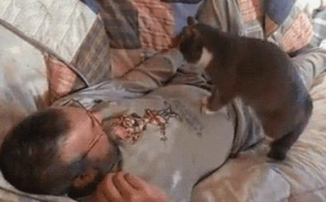 Top 10 Life Saving Cats Practicing CPR