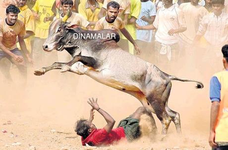 Jallikattu SC ban lifted ! Virumandi bull
