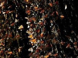 Numbers dwindle at Mexico’s mountain of butterflies