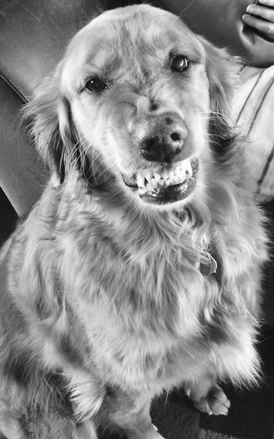 Sunday Smiles or Snarls? #blackandwhitesunday