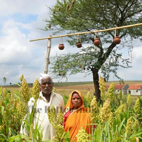 How a drought-prone farmer leaves his entire crop for feeding the birds! #SpreadTheVibe