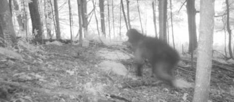 Bigfoot-Caught-Running-Through-The-Bush-On-Trail-Cam-620x270