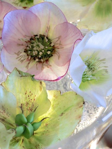 Monday Flowers – Floating Hellebores