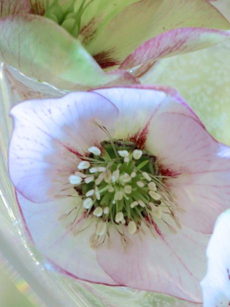 Monday Flowers – Floating Hellebores