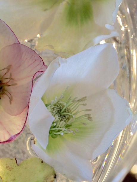 Monday Flowers – Floating Hellebores