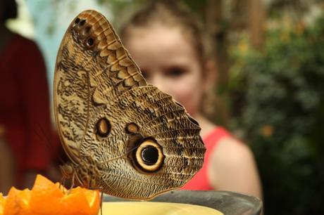 The Peggy Notebaert Nature Museum