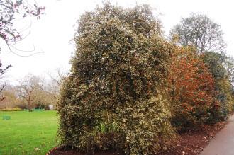 Ilex aquifolium 'Argentea Marginata Pendula' (07/12/2015, Kew Gardens, London)