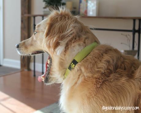 golden retriever dog yawning #wordlesswednesday