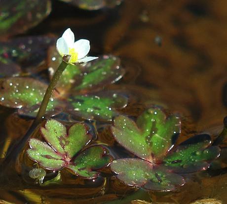 Three-lobed Water Crowfoot in flower